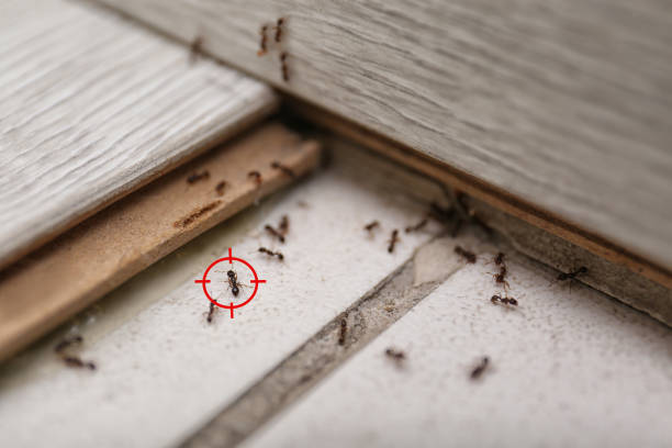 Best Pest Control Near Me  in Oak Valley, NJ