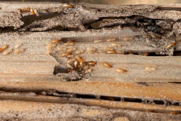 Best Exterminator Services  in Oak Valley, NJ